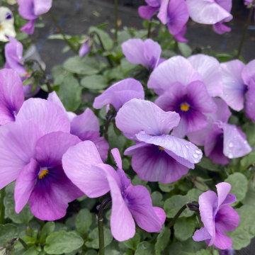 Viola Orchid Rose - Pack of SIX Plants