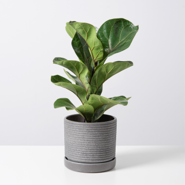 Ficus Lyrata Bambino - Fiddle Leaf Fig