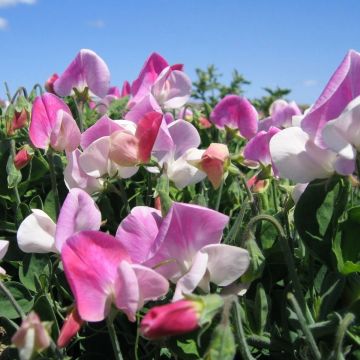 Sweet Pea Plant 'Cupid Pink'