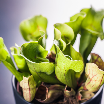 Purple Pitcher Plant - Sarracenia purpurea Venosa - Carnivorous Plant