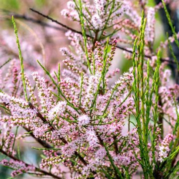 Tamarix tetrandra - Tamarisk