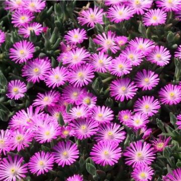Delosperma aberdeenense - Aberdeen dew plant