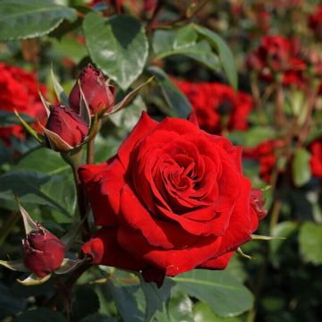 LARGE Standard Rose Trees - Niccolo Paganini