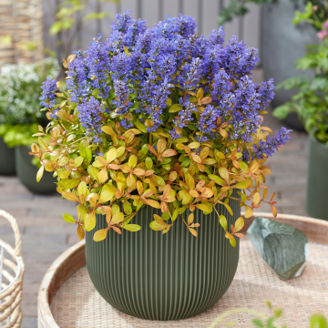 Ajuga Fancy Finch - Feathered Friends