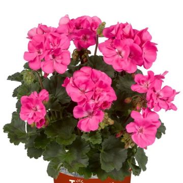 Geranium Rose Pink - Pelargonium