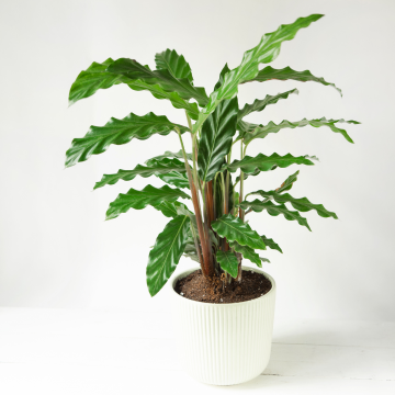 Calathea Rufibarba Green