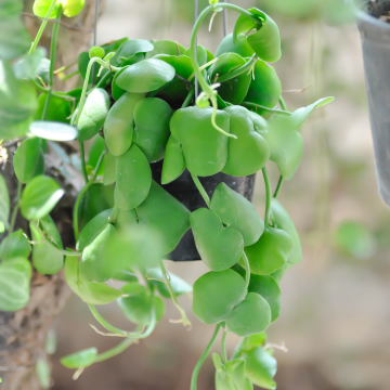SPECIAL CHRISTMAS DEAL - Dischidia Platyphylla