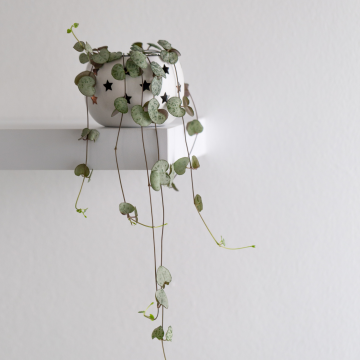 String of Hearts - Ceropegia Woodii