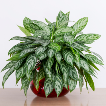 Aglaonema Maria 