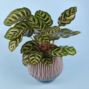 Calathea Makoyana