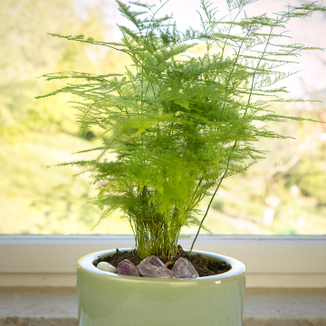 Asparagus Fern - Asparagus Setaceus