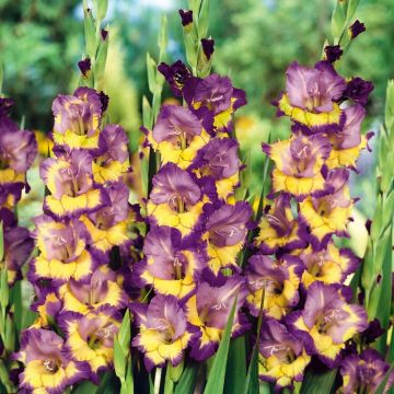 Gladiolus Dynamite - Pack of 7