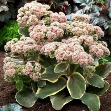 Sedum 'Diamond Edge'