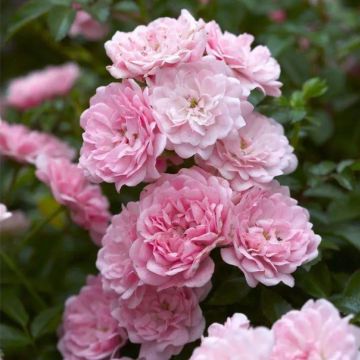 Rose Super Fairy - Climbing Rose