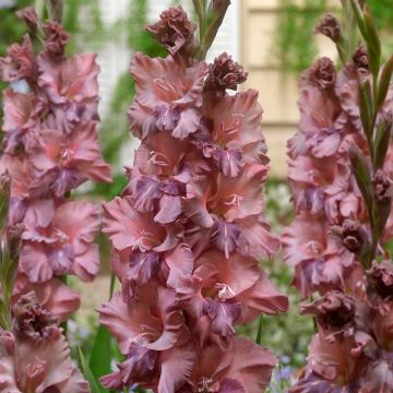 Gladiolus Jakoetsk - Pack of 7 Gladioli