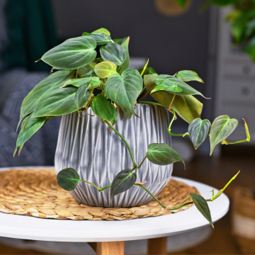 BLACK FRIDAY DEAL - Philodendron Scandens Micans