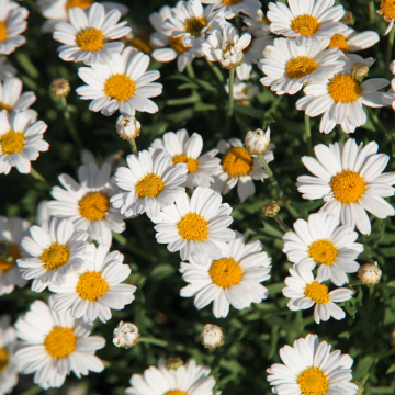 Argyranthemum Lollies 'White Chocolate' - Pack of SIX Potted Plants