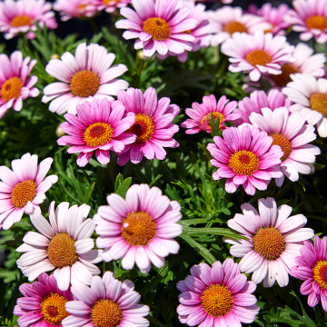 Giant Flowered PINK Marguerite Daisy Bushes - Argyranthemum frutescens rosea - Perfect for Patio