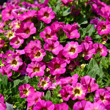 Calibrachoa Ombre 'Pink' Calibrachoa Ombre 'Pink'