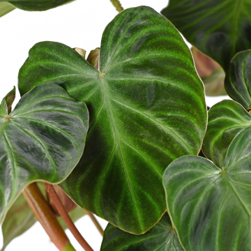 Philodendron verrucosum Incensi