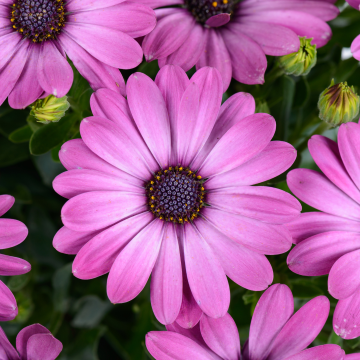 Osteospermum Ostica 'Mega Pink'