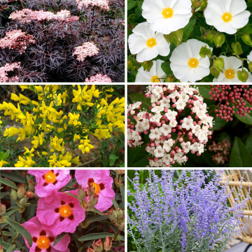 Bargain Hardy Flowering Shrub Collection - Selection of FIVE Garden Shrubs