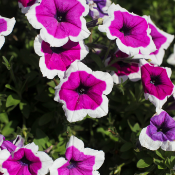 Trailing Petunia Cascadias 'RIMarkable'