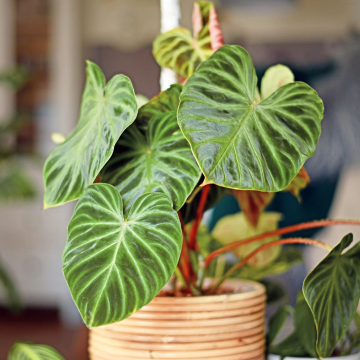 SPECIAL DEAL - Philodendron verrucosum Incensi