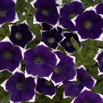 Trailing Petunia Cascadias 'Rim Violet'