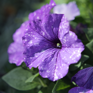 Petunia Splash Dance 'Moon Walk' - Pack of SIX Potted Plants