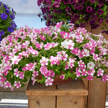 Petunia Splash Dance 'Rumba Rose' - Pack of SIX Potted Plants