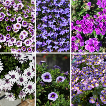 Blue Basket & Patio Collection - Pack of SIX Potted Plants