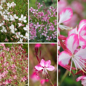 Gaura 'Bee Blossom' Collection - Pack of FIVE Plants