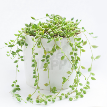 Senecio Herreianus - String of Beads