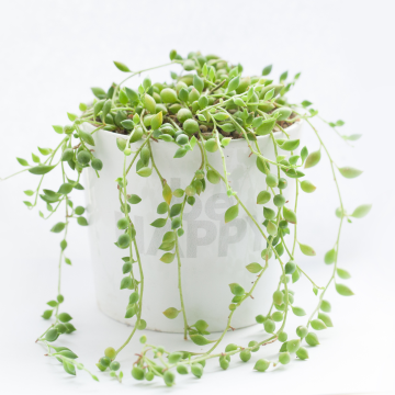 String of Beads - Senecio Herreianus 