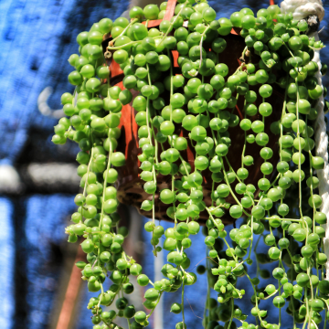 SPECIAL DEAL  - String of Pearls - Senecio Rowleyanus in Hanging Basket