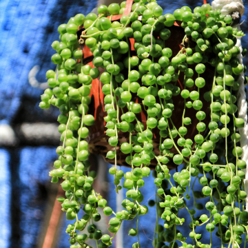 Senecio Rowleyanus - String of Pearls