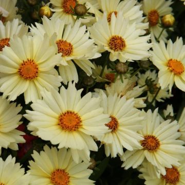 Coreopsis Uptick Cream