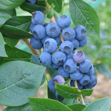 Blueberry Duke - Vaccinium corybosum Blue Berry