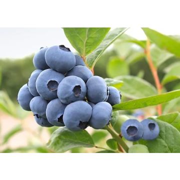 GIANT Blueberry - MEGASBLUE - Vaccinium corybosum