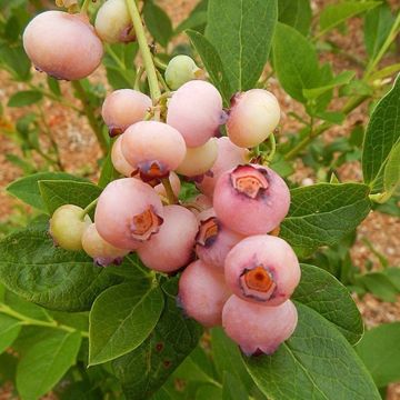 Blueberry Pink Popcorn - Vaccinium corybosum for the Patio or Garden - Yes a Pink Blueberry!