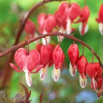 Dicentra spectabilis Valentine (Bleeding Heart)