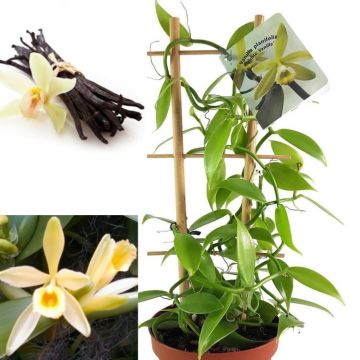 Vanilla Orchid Plant - Vanilla planifolia - Madagascar Vanilla Bean in white pot - Grow your Own Vanilla!
