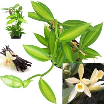 VARIEGATED Vanilla Orchid Plant - Vanilla planifolia - Madagascar Vanilla Bean in white pot - Grow your Own Vanilla!