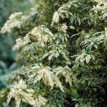 Pieris japonica Variegata