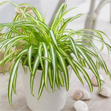 SPECIAL DEAL - Variegated Spider Plant - Chlorophytum - in White Display Pot