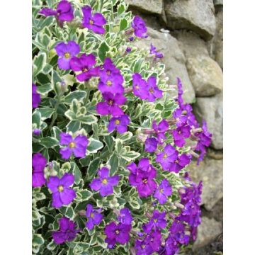 Aubretia gracilis Dr Mules Variegated