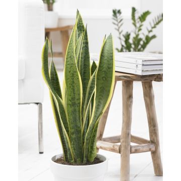 Sansevieria Variegated - Snake Plant - Complete with White Display Pot