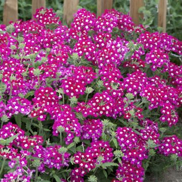Verbena hybrida Scentsation Red