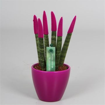 Sansevieria Velvet Touchz Hot Pink